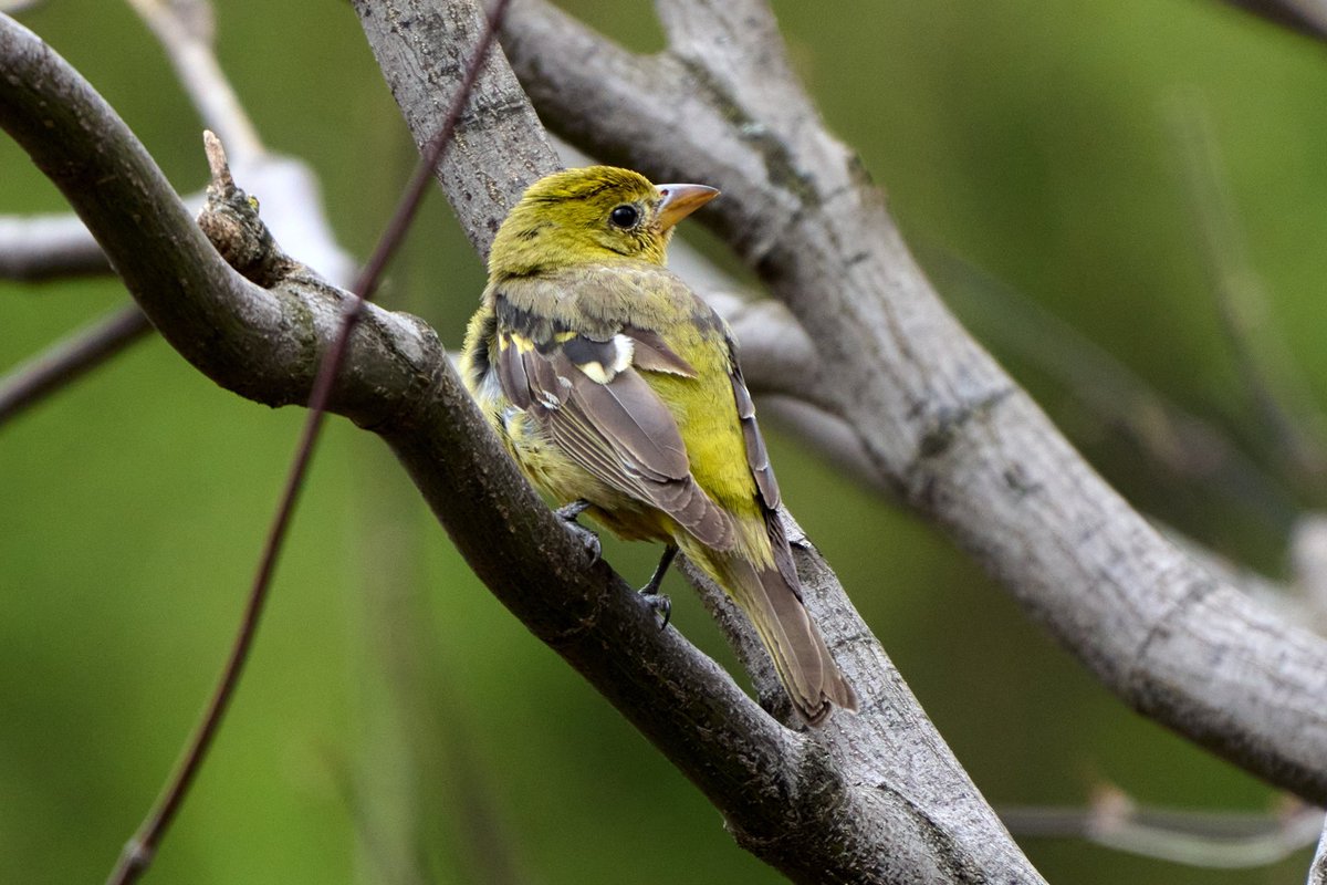 Brennan Moore tweet media