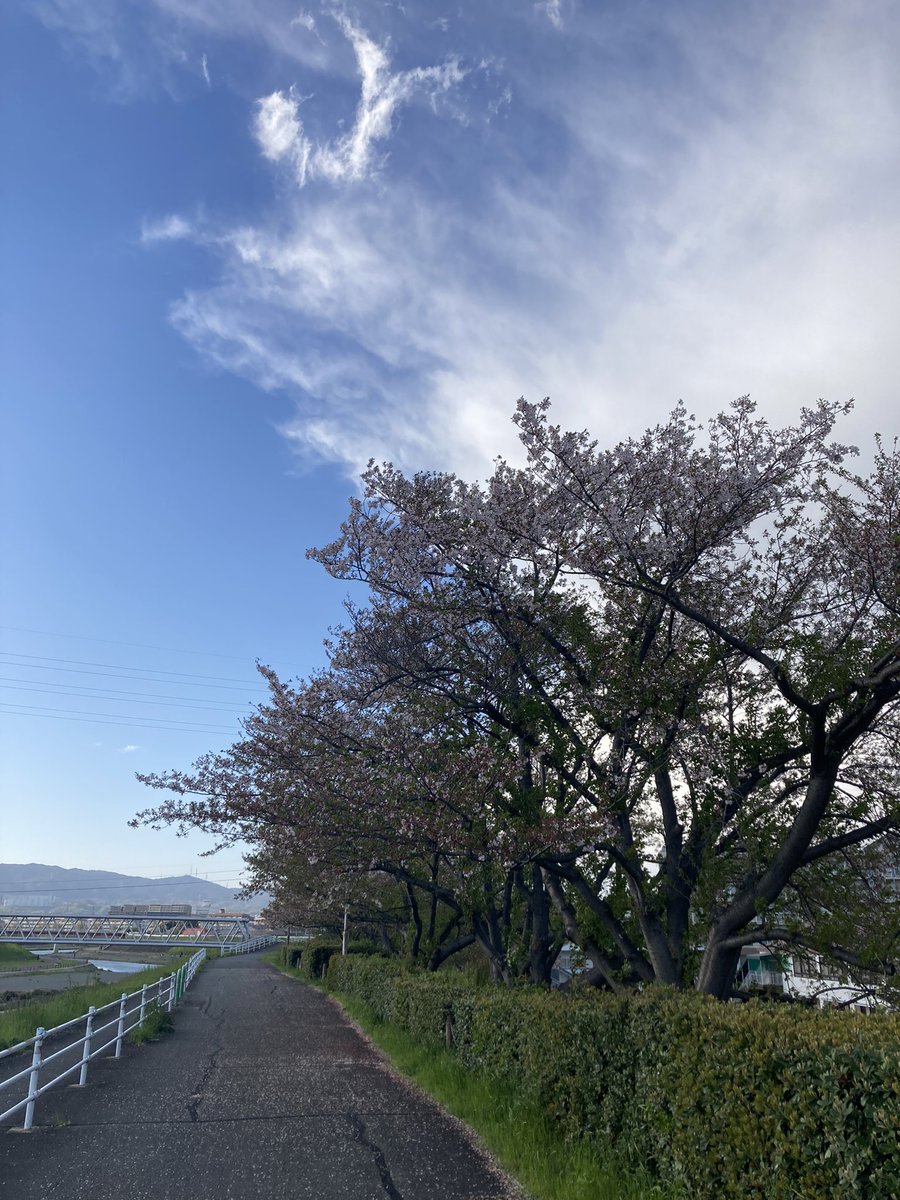 officekumahige's tweet photo. #昨日のラン〜#ガチゆる
約20.3km　2時間08分09秒　平均6分19秒/km
アップ3km、ガチ〜4分02秒＆4分10秒、ゆる約15.3km
昨日は夕暮れ時にひとっ走り。
桜もかなり散っちゃってました。
今年の #お花見ラン も終わりですね。
#さくら通り #安威川 #ランプラ #今月も100km目標 #ミズノ #WAVESHADOW https://t.co/q6jw34wzzw