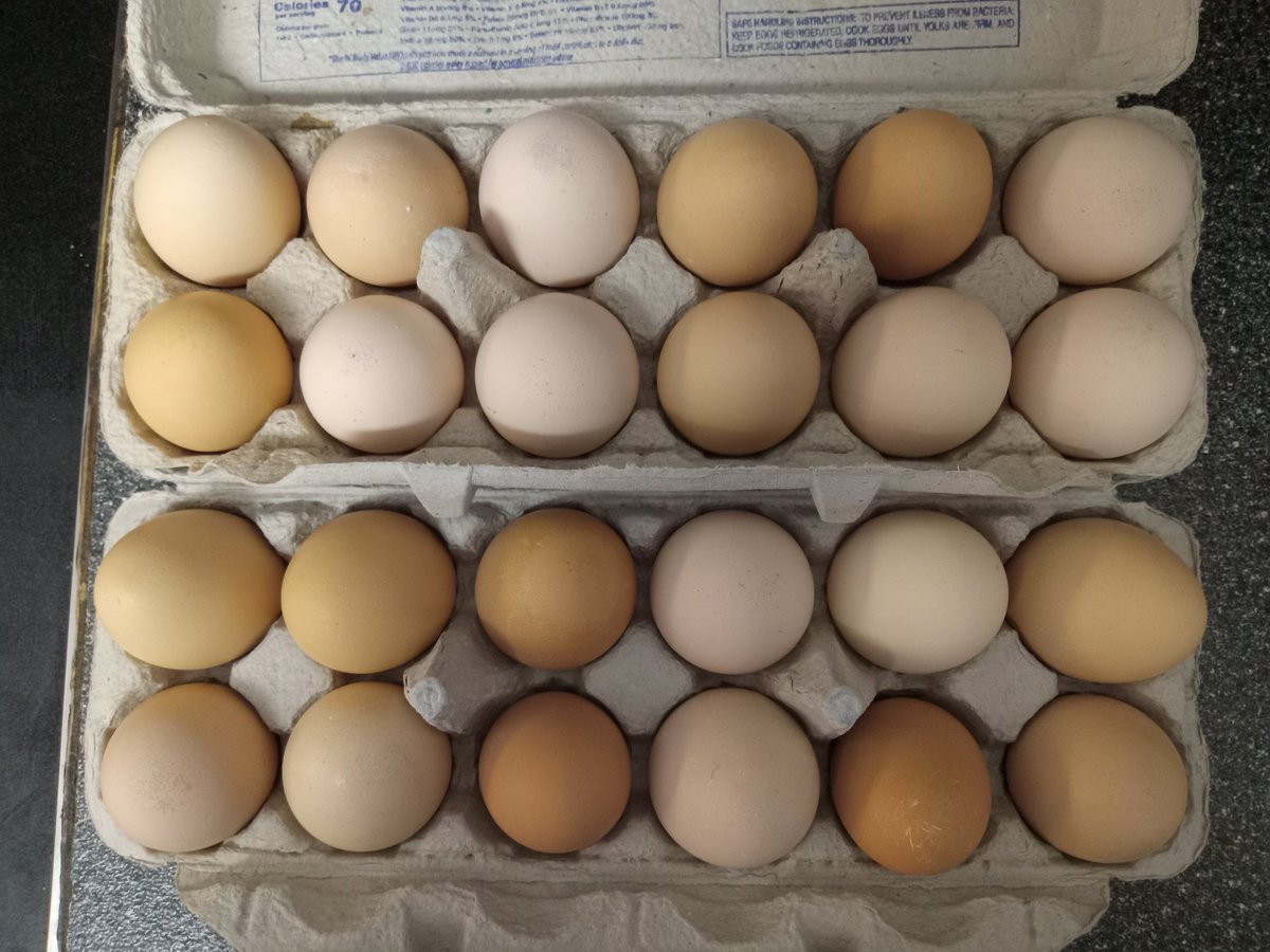 RealDomFabiscus's tweet photo. My eggs are better than your eggs. #homegrown #freshfresh https://t.co/IrzrjPPbHm