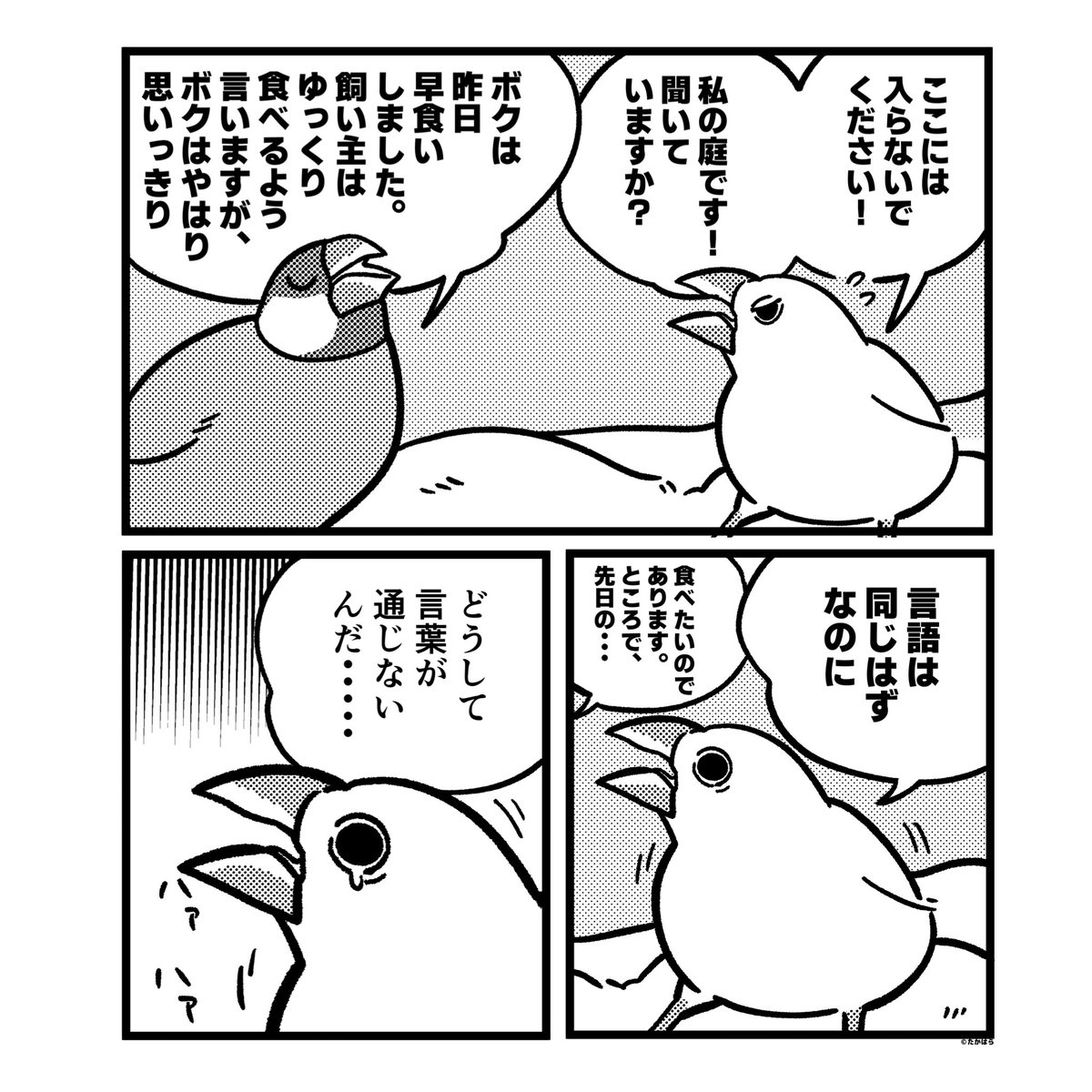 文鳥の悩み 