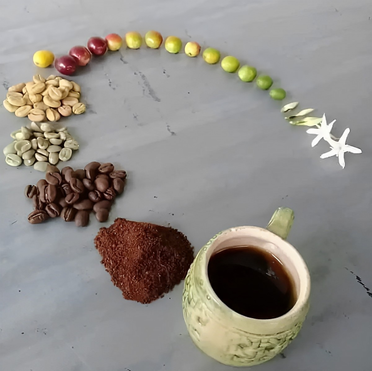 El maravilloso ciclo del café ☕