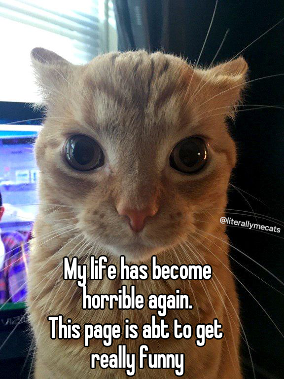 literallymecats's tweet photo. https://t.co/L7B1I41xVM