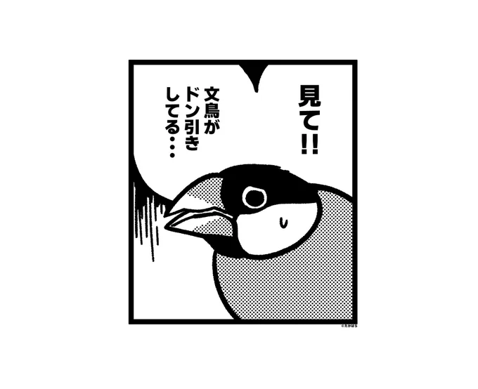 たまに文鳥がこんな目で見てくる 