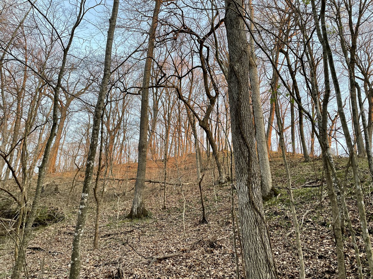 marschall_joe's tweet image. What’s the best time of year to be in the woods, and why is it early-spring for you?