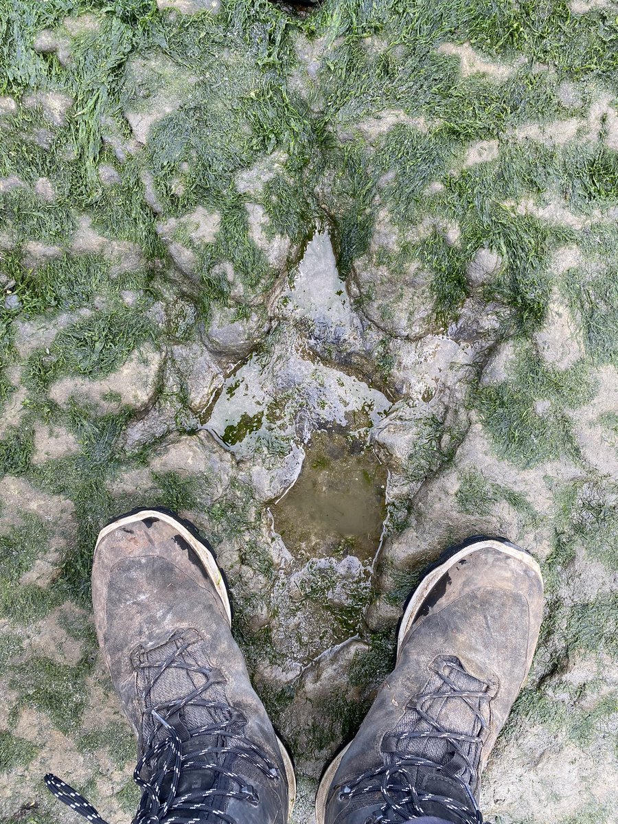 The Nomadic Clementines tweet media
