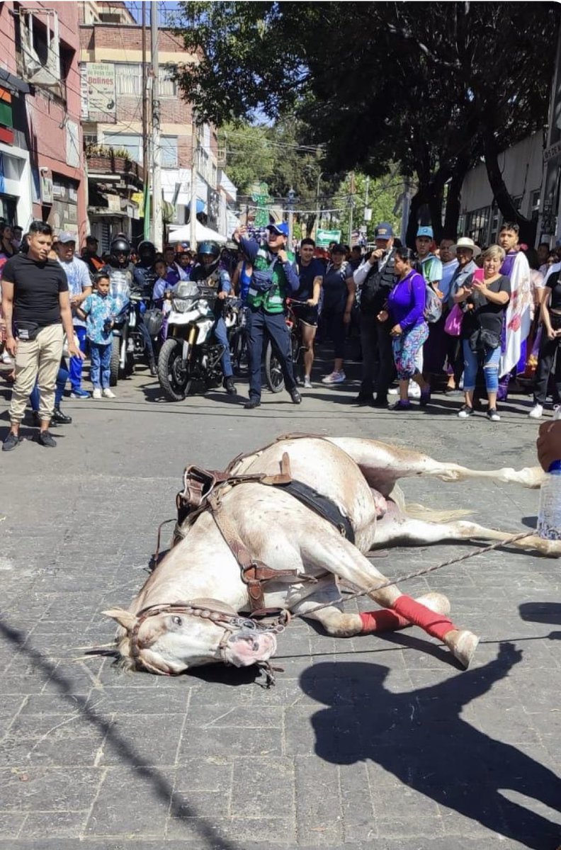 LetyVarela's tweet photo. Urge que todas las Alcaldías atiendan llamados de auxilio y prevención de #MaltratoAnimal 

Desde ayer en @Alc_Iztapalapa se han registrado tres denuncias; desde Brigada de Vigilancia Animal @SSC_CDMX sigo buscando coadyuvar con @ClaraBrugadaM 

Porfa Alcaldes #CumplanConLaLey 🙏 https://t.co/PFVxU6ybpM