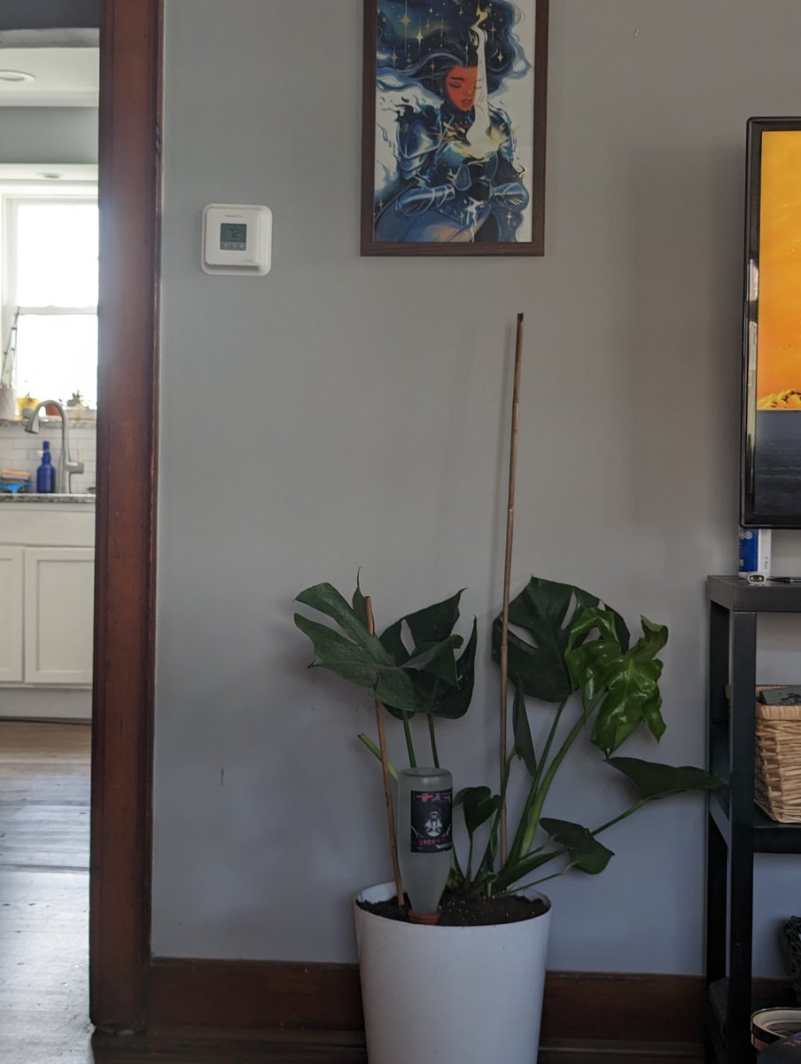 MonadicMeg's tweet image. Automating my plant watering with an old Snoop Dogg Cali Rose bottle. Set up the palms like thistoo. Hoping this prevents over and underwatering.