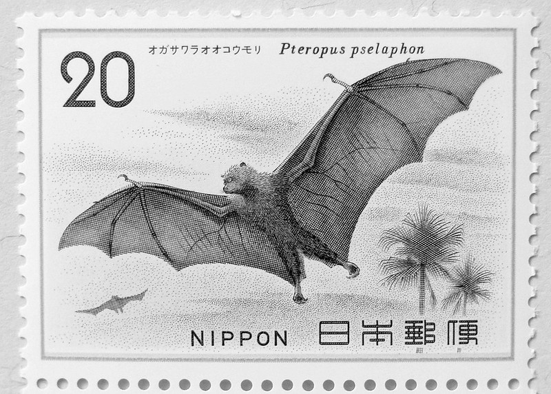 This #baturday we are travelling to Japan to learn about the Bonin flying fox, which is also called the Bonin fruit bat (Pteropus pselaphon). 
Check out our Instagram for more information!
instagram.com/p/Cqygprjvd-H/…

Photo Credit 1: Takashi Ohbayashi
Photo Credit 2: Joe M