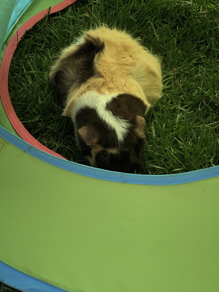 LOLPigs's tweet photo. 💕💐🐰Happy #Easter everyone! Just enjoying some #eastergrass!😉😆 https://t.co/qskPG9A1jW
