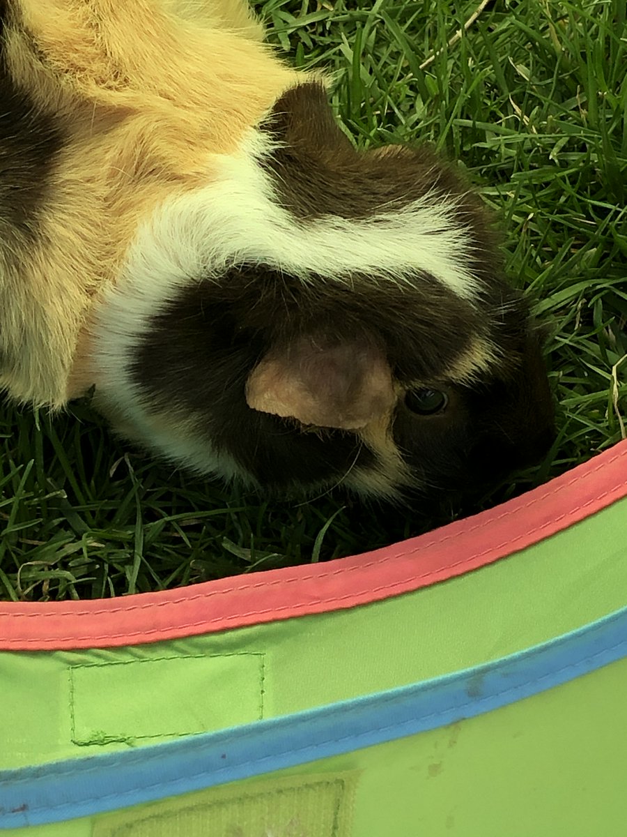 LOLPigs's tweet photo. 💕💐🐰Happy #Easter everyone! Just enjoying some #eastergrass!😉😆 https://t.co/qskPG9A1jW