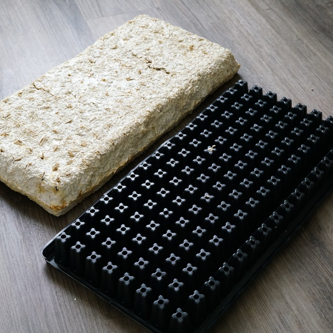 grow_bio's tweet image. Mycelium composites are 100% plastic &amp;amp; chemical free, water resistant and insulating. Most importantly, they are home-compostable. 

Instead of using plastic #seedtrays, why not use mycelium-based trays? 

Grow your own #seedstarters with our 🍄 materials: bit.ly/3ZNQCRW