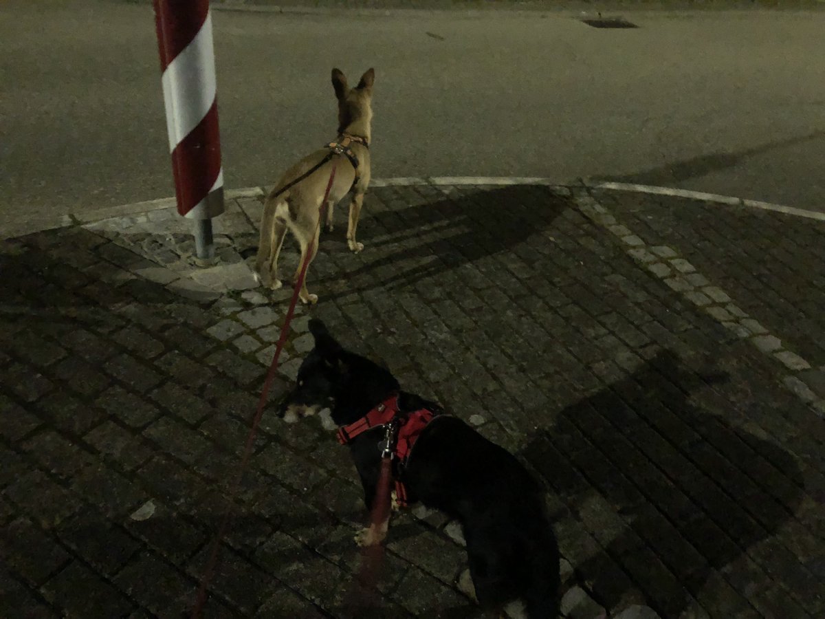 Hundeszene auf der Verkehrsinsel. Diskussion um die Richtung dauert an.