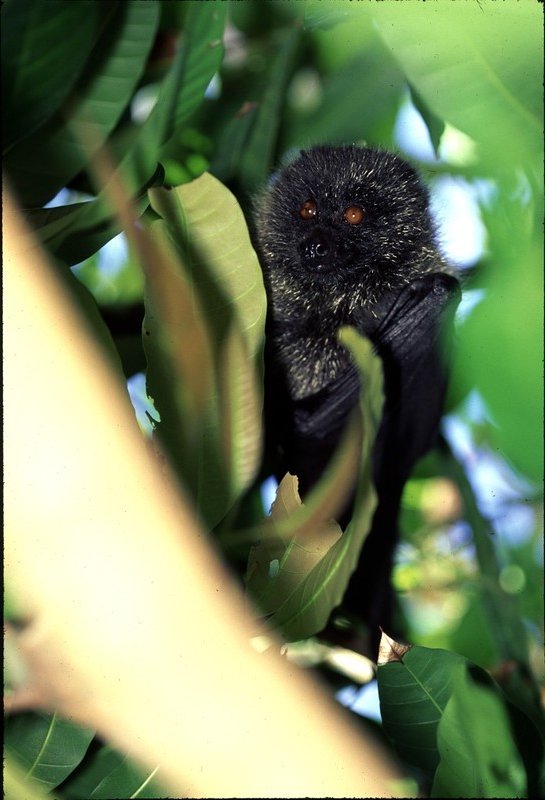 Bat_Watch's tweet photo. This #baturday we are travelling to Japan to learn about the Bonin flying fox, which is also called the Bonin fruit bat (Pteropus pselaphon). 
Check out our Instagram for more information!
https://t.co/lEanUTtUBF

Photo Credit 1: Takashi Ohbayashi
Photo Credit 2: Joe M https://t.co/P4MPXx4S8A