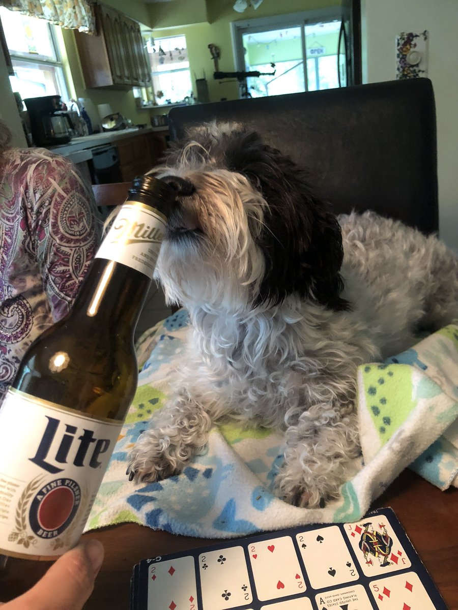 DayJoclyn's tweet photo. Buster is the new Miller Lite Mascot. https://t.co/8fNg7ek3Et