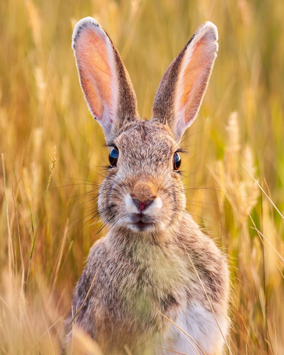 Happy Easter Montana! …. …   …#easter #easterbunny #petercottontail #rabbit #happyeaster #bigskycountry #montana #lastbestplace #exploremontana #montanagram