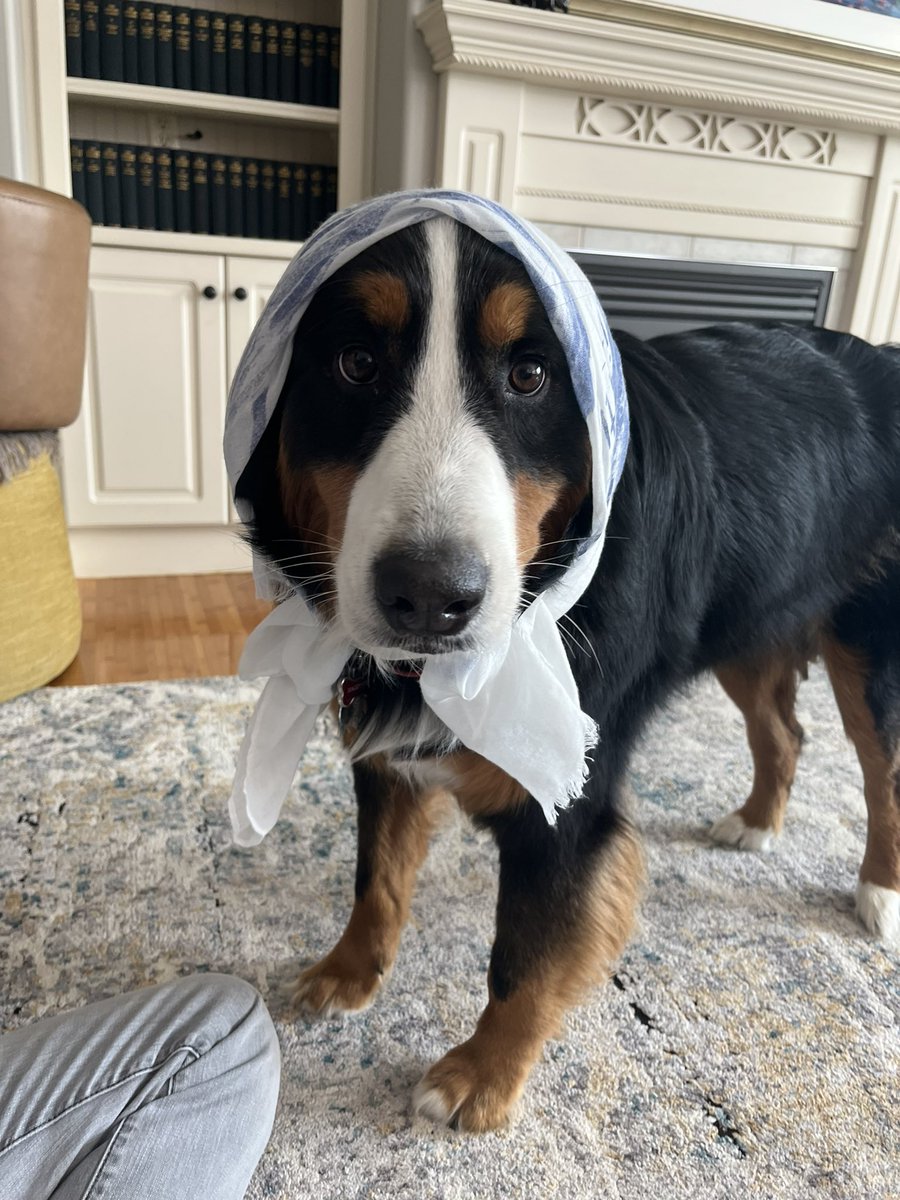 Someone is trying on Easter outfits!
#HolySaturday #preparations #joyfulanticipation #dogsoftwitter