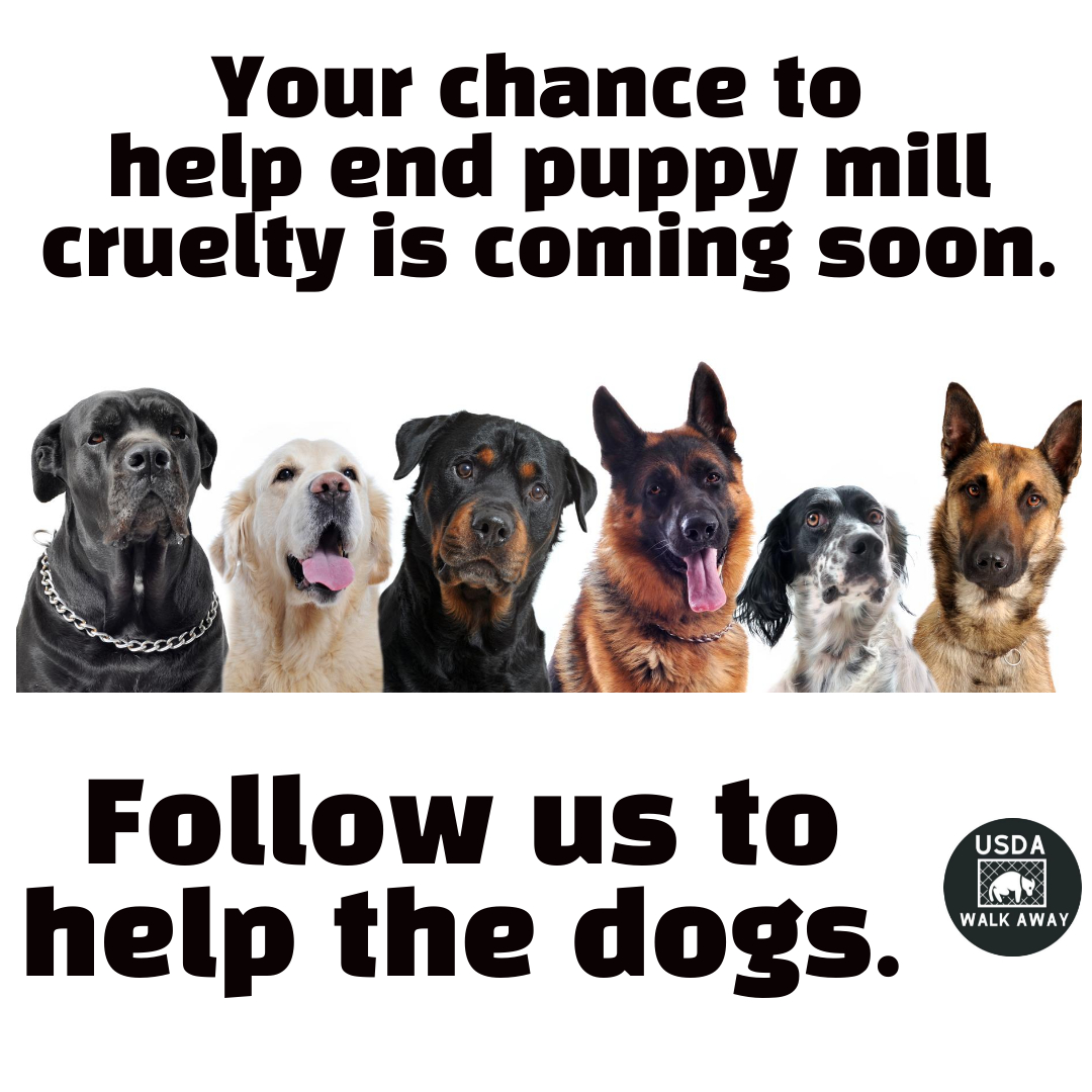USDAWalkAway's tweet photo. Want to help end puppy mill cruelty? Please follow us and share our posts with others so they can help too. We will be announcing how you can help change the lives of 250,000 puppy mill dogs living in appalling conditions very soon. https://t.co/37C2Yi8EPl