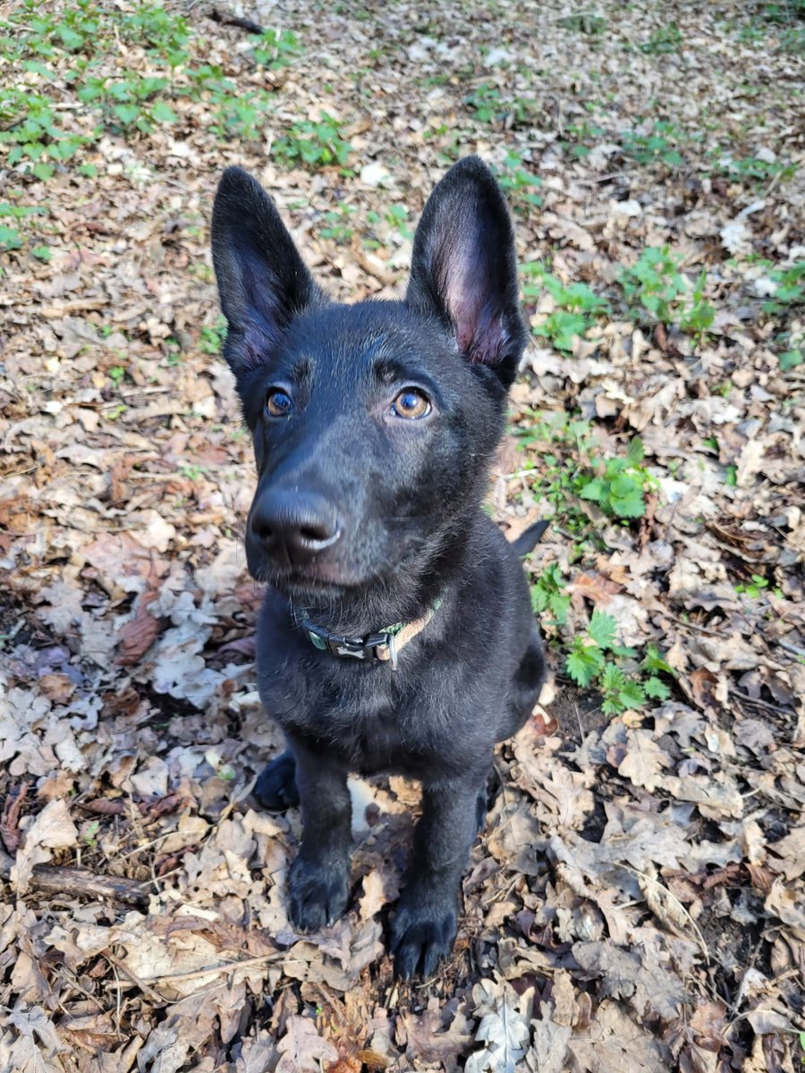 GMPDogs's tweet photo. Sorry folks for not been keeping you updated on our XD results in recent weeks
So in way of an apology here is a photo of one of our pups the beautiful 
Beau😍🐾

Recent Results from the section -car theifs burglars offenders with weapons -drugs cash finds 🐾🐾🐾 https://t.co/9srIyE33GM