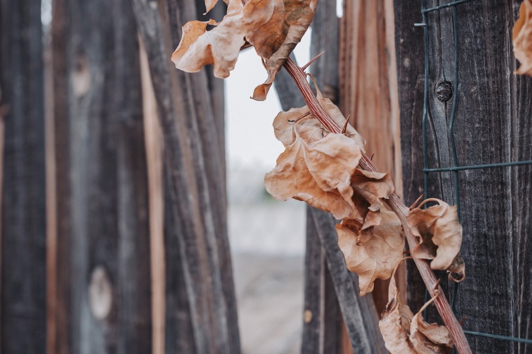 #fujifilm_xseries #fujifilm #leaves #fujifilmxt4
