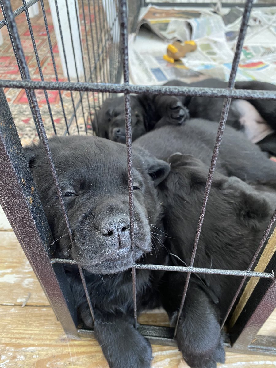 Sleeping 😴 #labradorpuppys #labrador #labradorretriever #puppyoftwitter #dogoftwitter