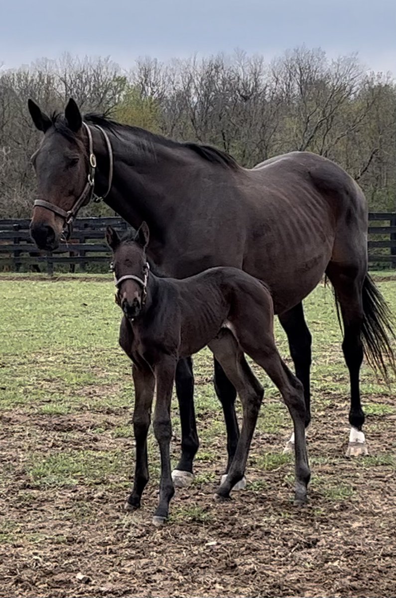 SchluRacing's tweet photo. Happy Momma showing off her 4 day old Yaupon filly ⁦@spendthriftfarm⁩. Both doing well and excited to be outside running in the paddock together! https://t.co/MDrIuHwFmf