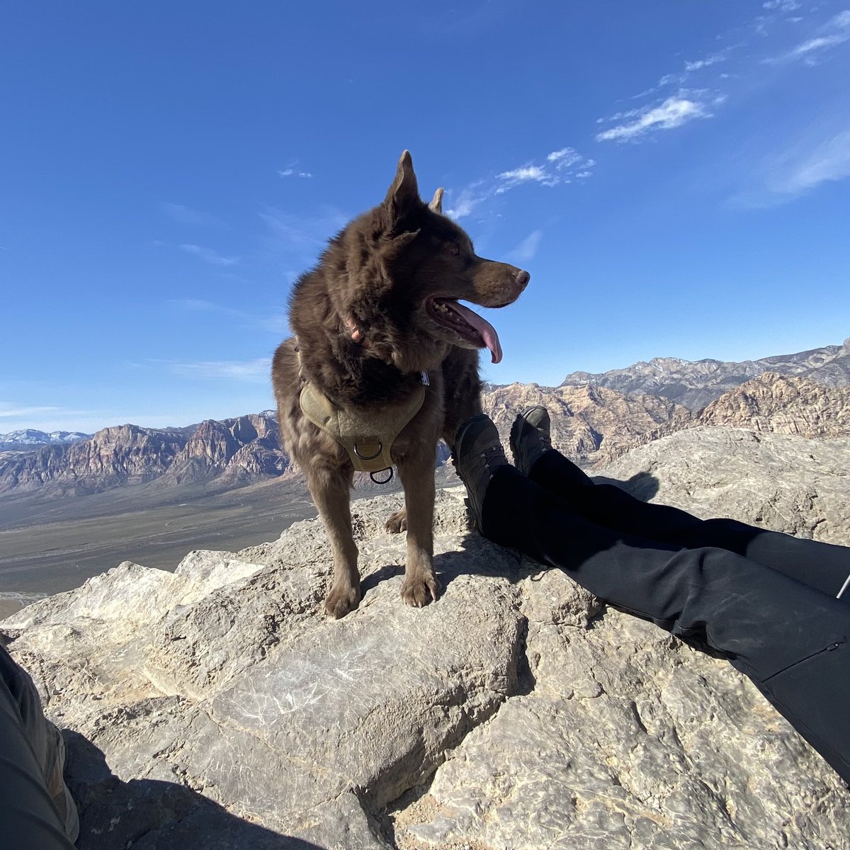 KCRAKelly's tweet photo. Pictures from Turtlehead Peak Trail
🏔️🌵🥾 #hiking #lasvegas #nevada #turtleheadpeak #redrockcanyon @News3LV https://t.co/yYR7nOptDA
