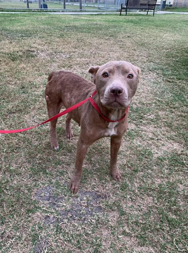 psychicwhisper3's tweet photo. 🆘🛟🆘🏃♀️2 PUPS In A Slaughter House
Called #CorpusChristiTX👿Need Out ‼️
🍪COOKIE #A337249 2 Yrs APBT
💓ADAM #A353902 2 Yrs APBT Mix
Cookie Has❤️Murmur, Alopecia Over
Body & Swollen Abdomen.
Adam Has Fractured Limb/V Scared
Both Need🏥#MedResQ🏃♀️
🔥☠️4/10🙏#Pledge INFO⬇️ https://t.co/I4jThQWn7k