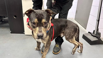 psychicwhisper3's tweet photo. 🆘🛟🆘🏃♀️2 PUPS In A Slaughter House
Called #CorpusChristiTX👿Need Out ‼️
🍪COOKIE #A337249 2 Yrs APBT
💓ADAM #A353902 2 Yrs APBT Mix
Cookie Has❤️Murmur, Alopecia Over
Body & Swollen Abdomen.
Adam Has Fractured Limb/V Scared
Both Need🏥#MedResQ🏃♀️
🔥☠️4/10🙏#Pledge INFO⬇️ https://t.co/I4jThQWn7k