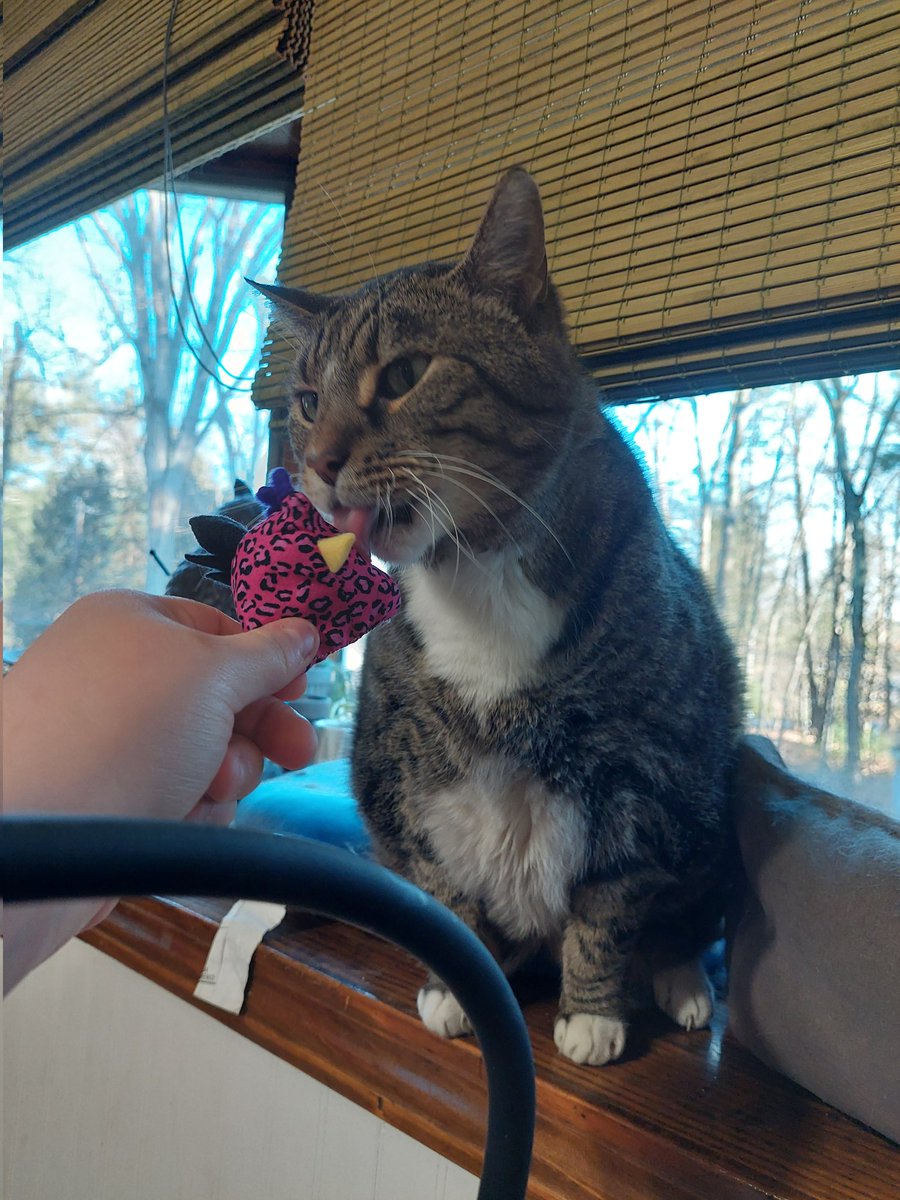 chibiyumakuga's tweet photo. cute chicken cat toy from @StudioKitsu ! (hello from Orion!) https://t.co/831h2OQAjb