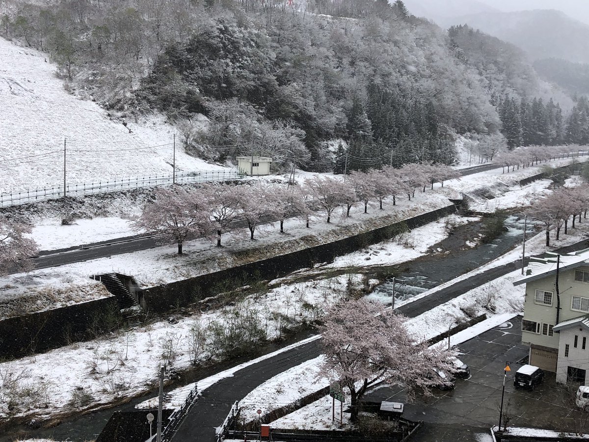 rakko0077's tweet photo. 予報どおり雪〜❄️ https://t.co/vkUSVm4DpF