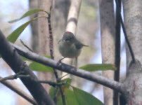 YBirder's tweet photo. Part 1/2 04/08/23 Palm warbler at the Pinetum, Ruby crowned kinglet and swamp sparrow at the gill. #birdcpp #birding #birds #bird https://t.co/iq1ec0aSTs