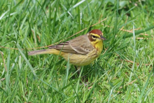 YBirder's tweet photo. Part 1/2 04/08/23 Palm warbler at the Pinetum, Ruby crowned kinglet and swamp sparrow at the gill. #birdcpp #birding #birds #bird https://t.co/iq1ec0aSTs