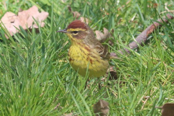 YBirder's tweet photo. Part 1/2 04/08/23 Palm warbler at the Pinetum, Ruby crowned kinglet and swamp sparrow at the gill. #birdcpp #birding #birds #bird https://t.co/iq1ec0aSTs