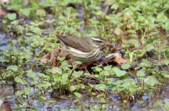 YBirder's tweet photo. 2/2 04/08/23 Hermit thrush, peregrine falcon over the Pinetum, Louisiana waterthrush and Flaco with his head finally in the picture. #birdcp #birdcp #birding #birds #birdsofprey https://t.co/4gTlq3plui