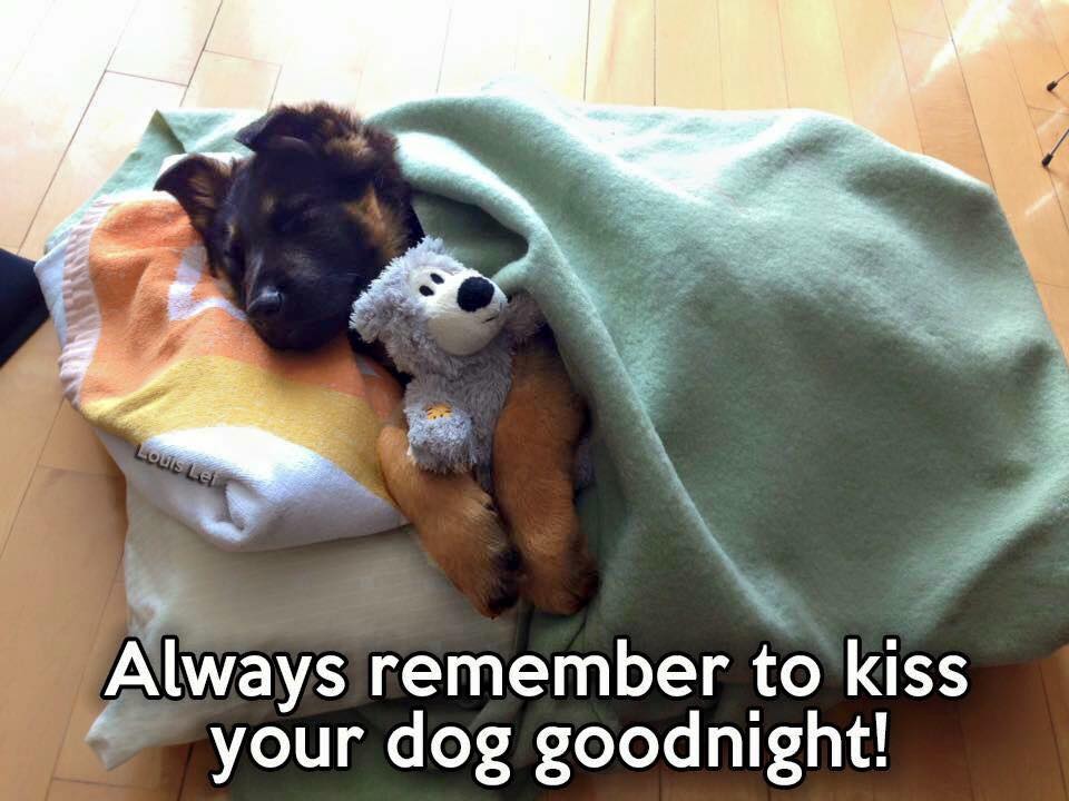 I do!📷 #germanshepherd #dogs  #gsd #dogsoftwitter