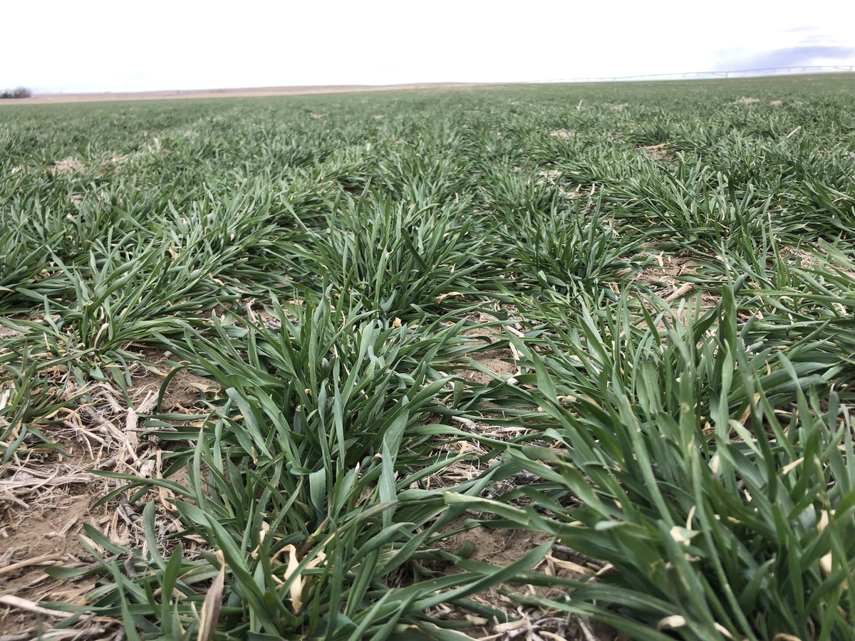 SpecialtySeeds's tweet image. Hybrid fall rye April 9,2022 compared to today. #latespring
