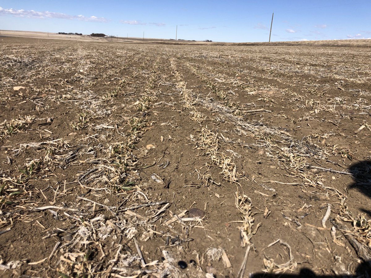 SpecialtySeeds's tweet image. Hybrid fall rye April 9,2022 compared to today. #latespring