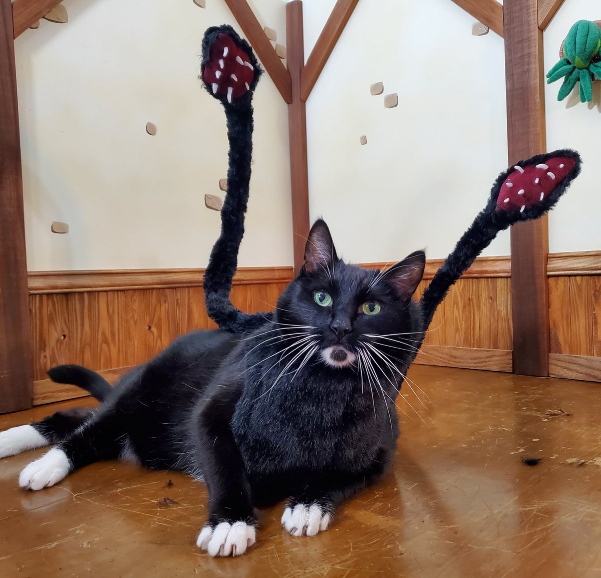 cat-cosplay-on-twitter-everyone-wants-a-pet-displacer-beast-no-one