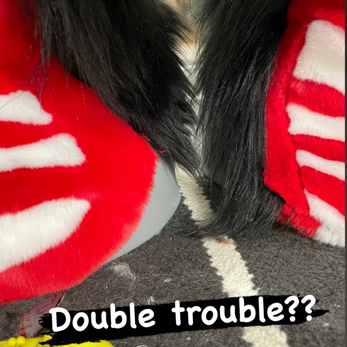 FurzoneCreations tweet media