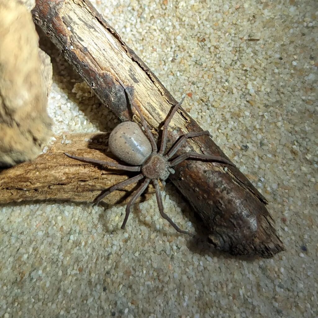 I got an LD50 of 0.004 mg/kg, but I'm a shy sweetheart.

#sicariusthomisoides #spidersofinstagram instagr.am/p/Cqyfrv6LL0e/