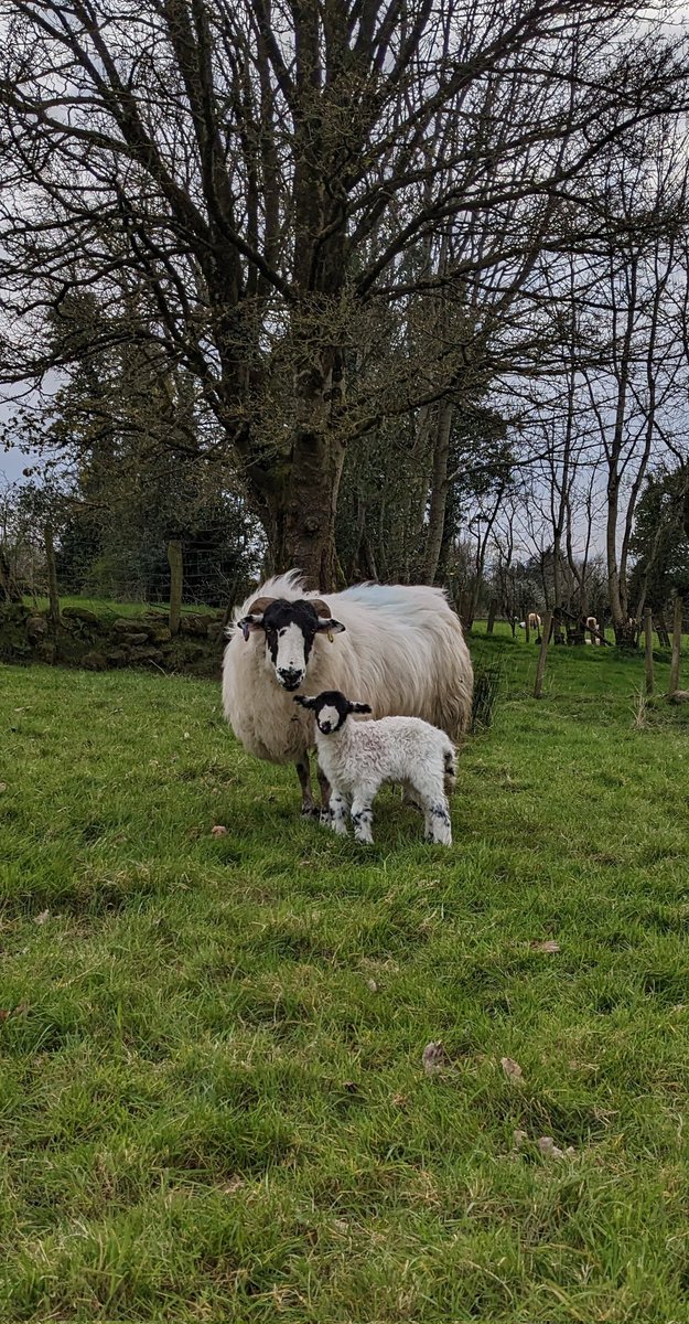 Lambing 2023 <a href="/RoughFellSheep/">RoughFellSheep</a>