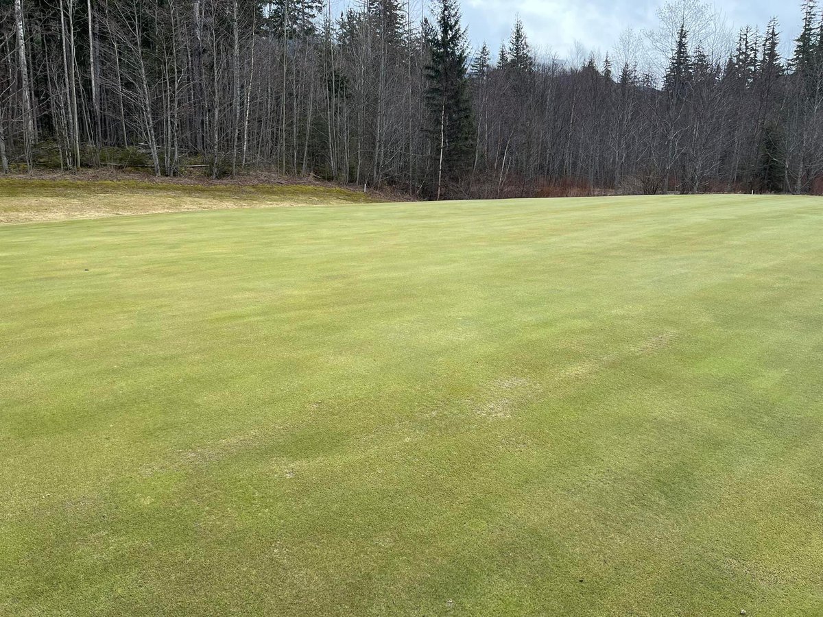 So about 5 years ago I put a bunch of salmon in a 20L pail.  This year I screened it and sprayed it on our greens. What an absolutely stinky death smell but wow 💥. Sure looking nice before we open!!!