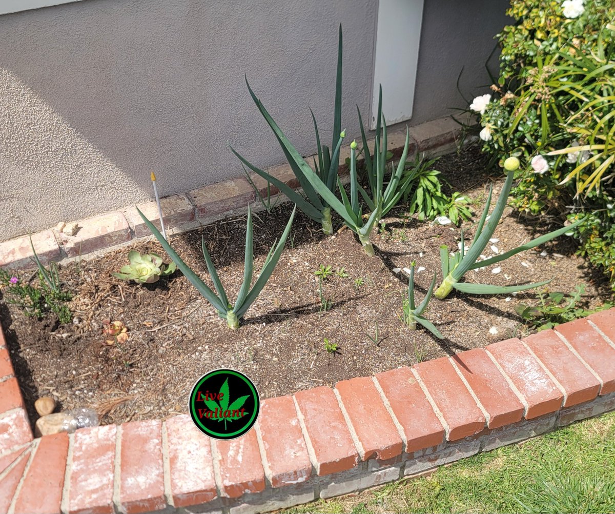 LvValiant's tweet photo. Crrrrazy to think these onions were once kitchen scraps. 

B Resilient like Nature💚💚🌍🌿

#LiveValiant https://t.co/NOAN9L126U