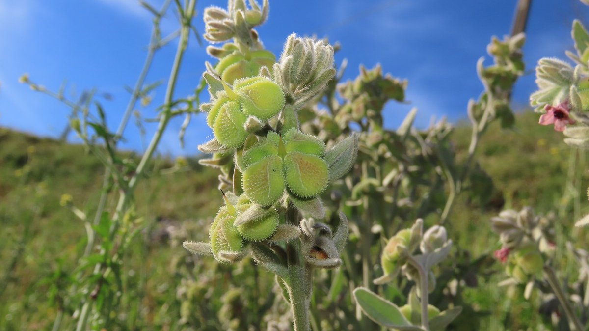 Género Cynoglossum fechado

Cynoglossum cheirifolium
