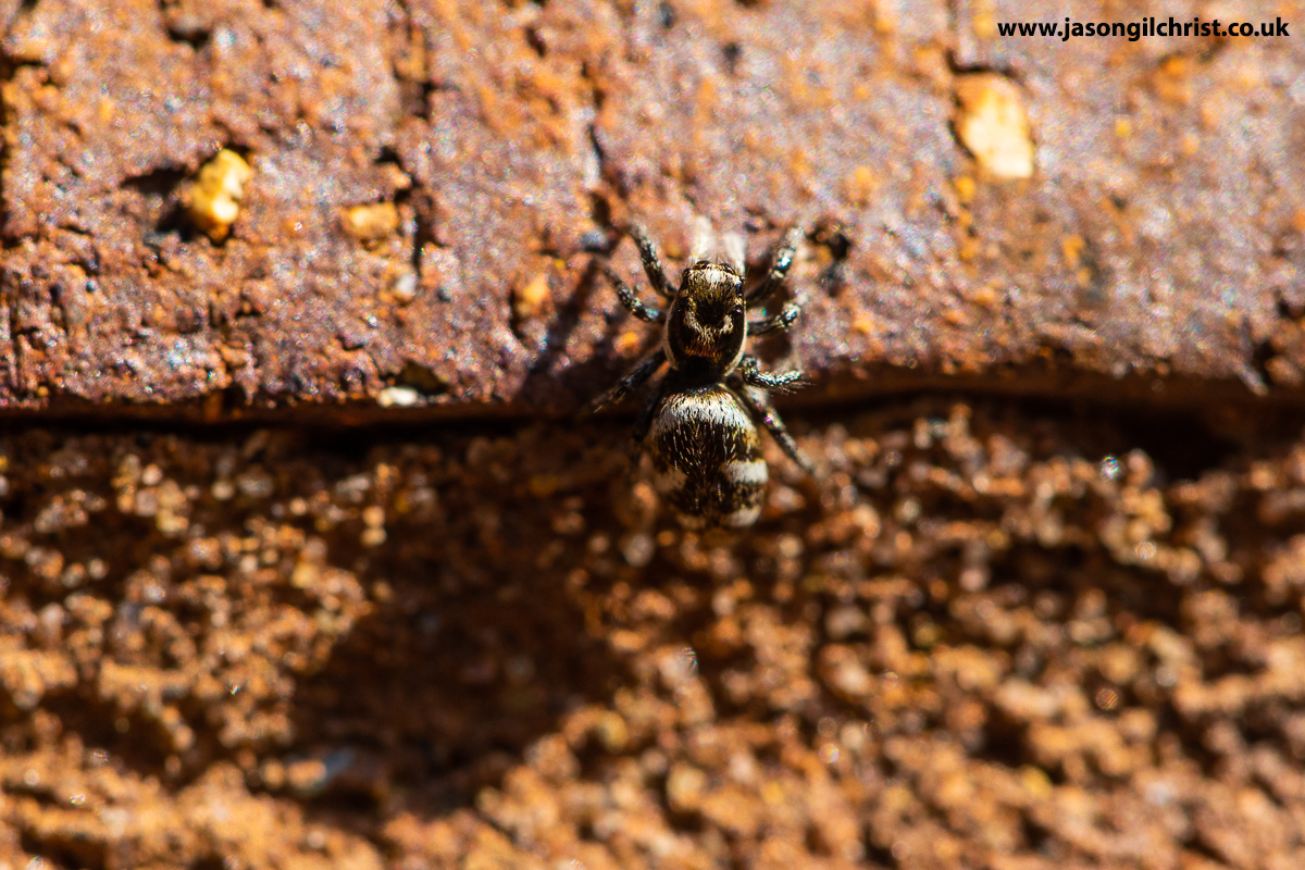 Zebra jumping spider, Salticus scenicus. Saw 1st of year yesterday; got photo 👇 in garden today. Kirkliston, Scotland. #ZebraJumpingSpider #Salticusscenicus #ZebraSpider #JumpingSpider #macro #MacroHour #ThePhotoHour #TwitterNatureCommunity #Springwatch #spider #LoveSpiders 🕷️