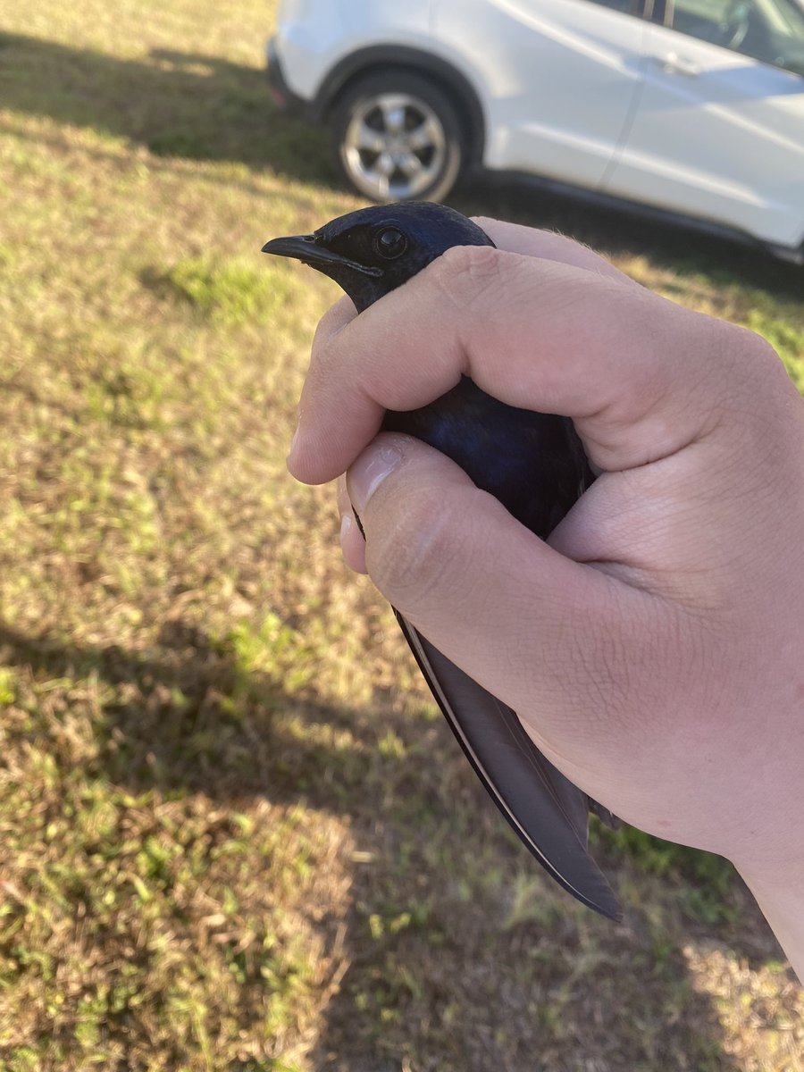 Beautiful early morning adult Purple Martin banding today! The first batch of the season went extremely smooth with @TreeSwallows and fellow colleagues.
