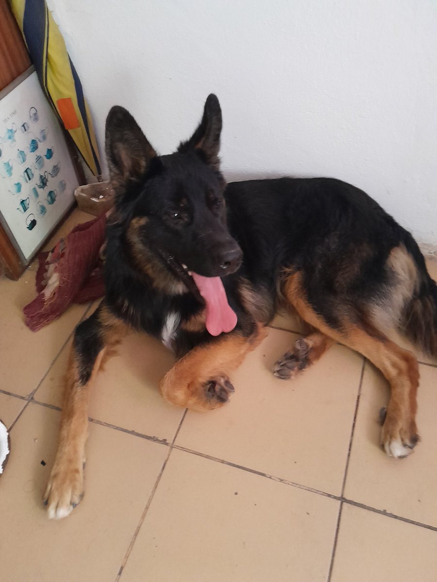alama_fc's tweet photo. @LucianoPereyra hoy encontré este 🐶 en Rosario... Me lleno de ❤️ ayudar a q este en un lugar hasta q su familia lo encuentre https://t.co/bUv4pnoOa2