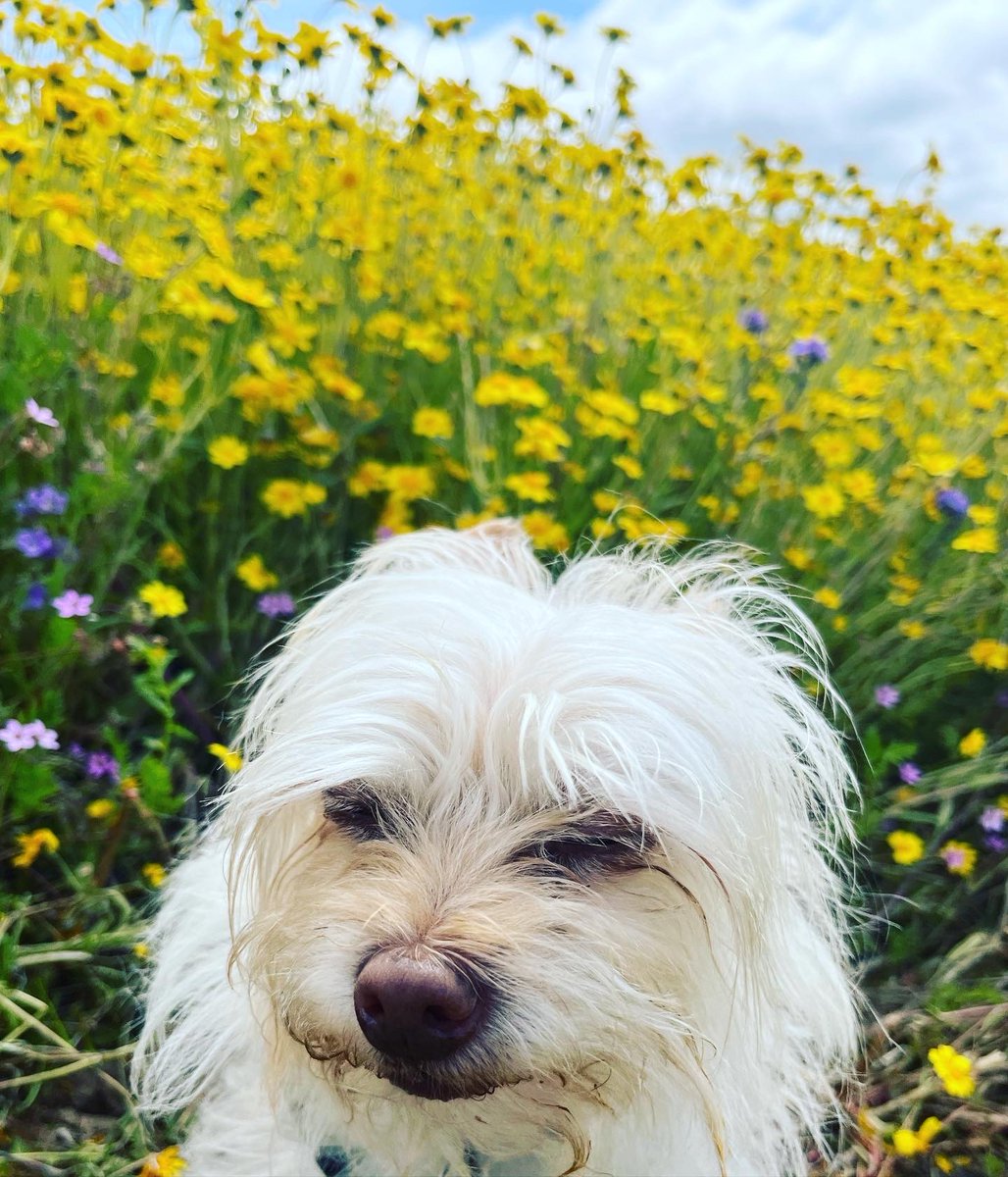California blooming 🌼 (Wall-E 🐾 found it entirely overwhelming 🙀) #californiablooms #californiapoppy #travelingdog #CarrizoPlainNationalMonument