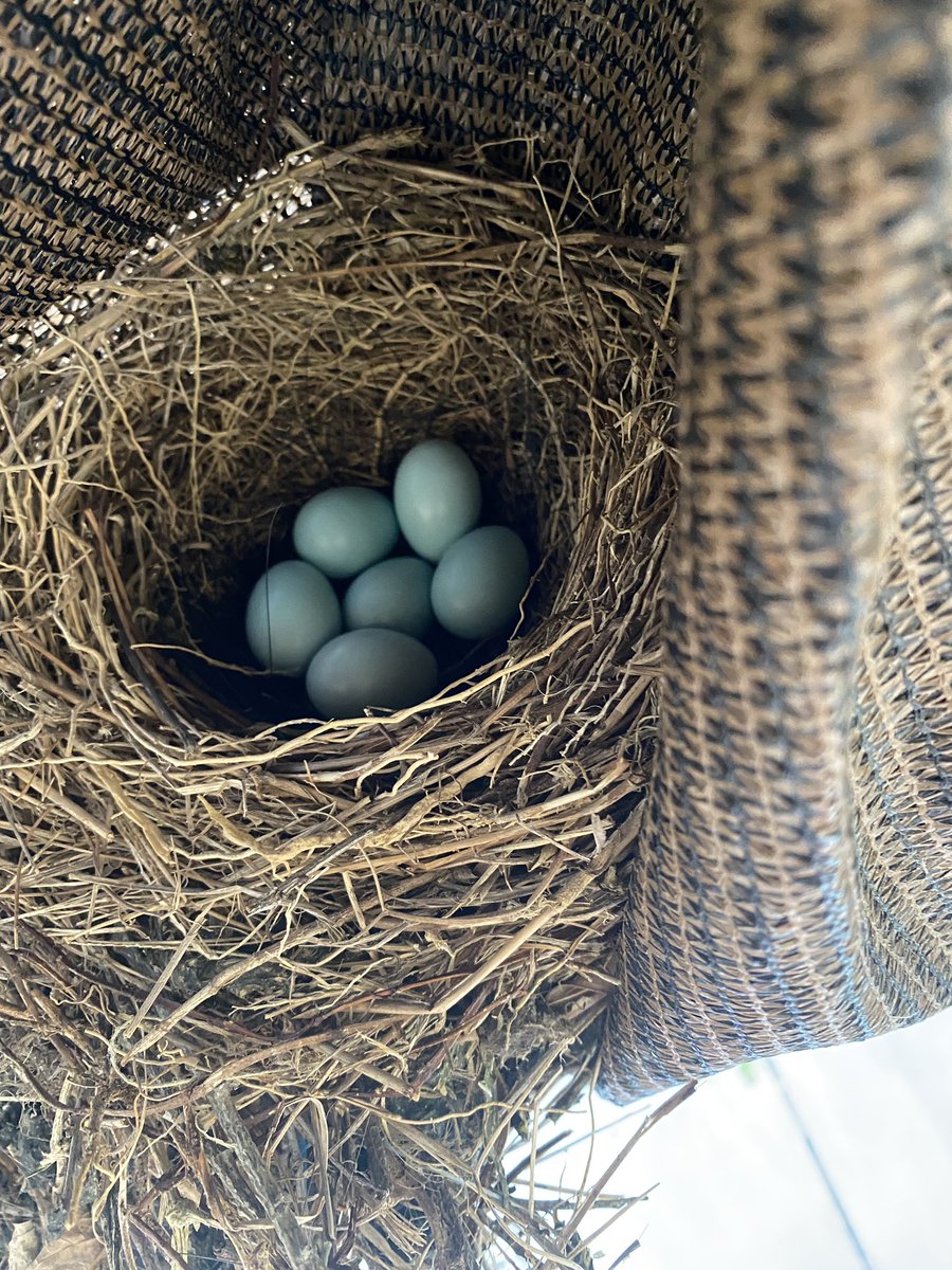 syaaari's tweet photo. ベランダのサンシェードに
鳥の巣が出来てました！
巣立ちまでベランダ掃除は控えます🫡笑ｯ https://t.co/jzgA0nIg4j