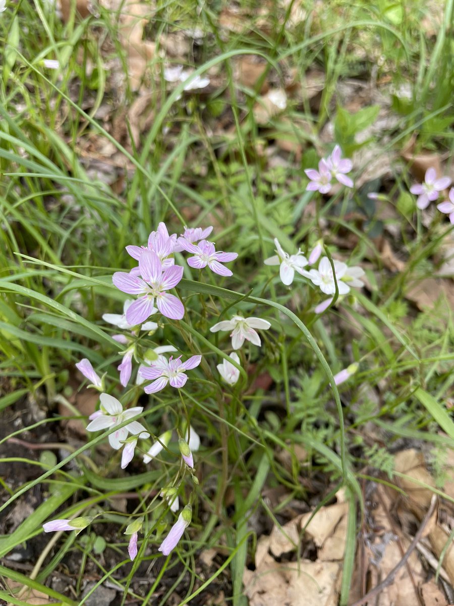 SuglyIster's tweet photo. #Ephemerals - tiny trout lilies, trillium, &amp; entire hillsides of may apples on my hike today.
Missed by most, they’re not insignificant to their Creator. https://t.co/LJDQRGhZUM